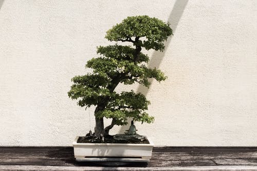 白锅绿色盆景树 · 免费素材图片
