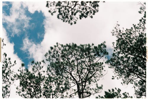 白天树木的低角度照片 · 免费素材图片