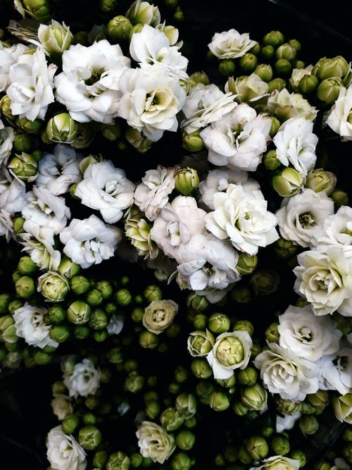 白花的照片 · 免费素材图片