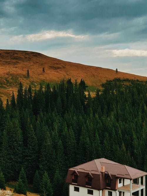 绿叶松树旁的白色和灰色房屋 · 免费素材图片