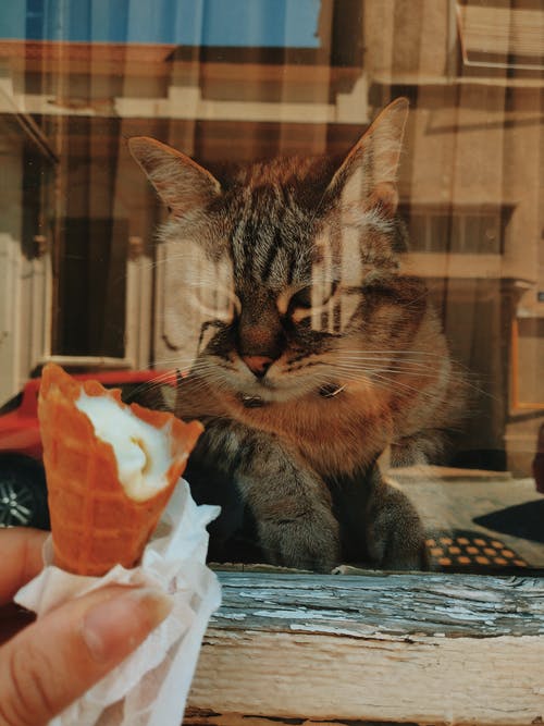 灰色的猫，看着通过一个玻璃窗口的冰淇淋蛋筒 · 免费素材图片