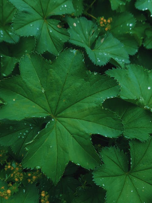 绿叶植物特写摄影 · 免费素材图片