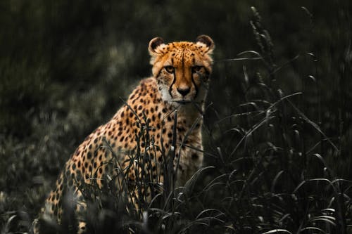 猎豹在草地上 · 免费素材图片