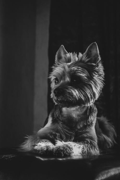 约克夏犬的灰度照片 · 免费素材图片