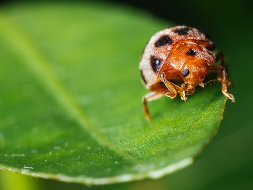 甲虫微距摄影 · 免费素材图片