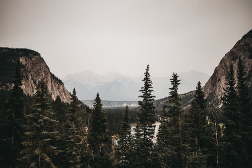 照片松树在黎明时 · 免费素材图片