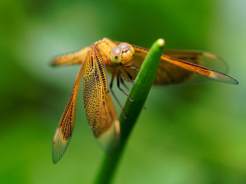 橙色蜻蜓的微距摄影 · 免费素材图片