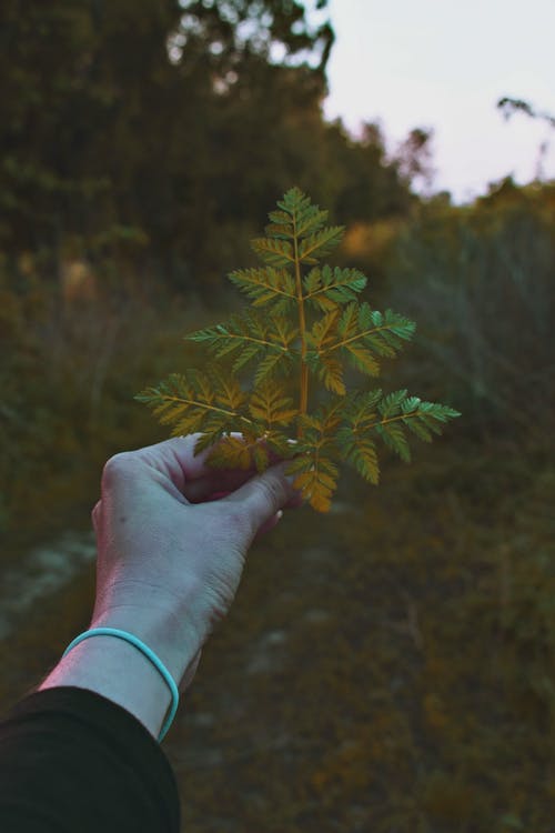 人控股植物的照片 · 免费素材图片