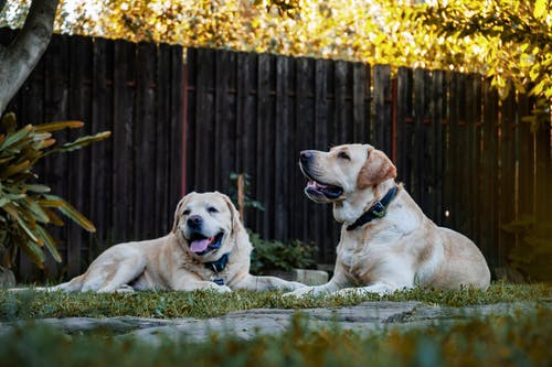 两只棕色的狗的照片 · 免费素材图片