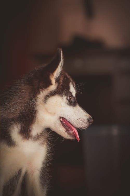 西伯利亚雪橇犬幼犬的侧视图照片 · 免费素材图片