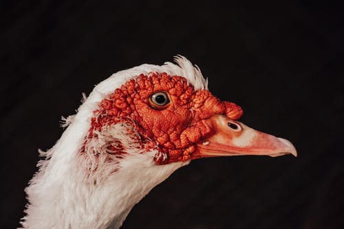 白鸟与红嘴 · 免费素材图片