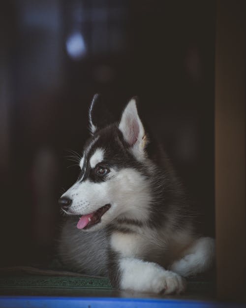 黑色和白色西伯利亚雪橇犬幼犬的特写照片 · 免费素材图片