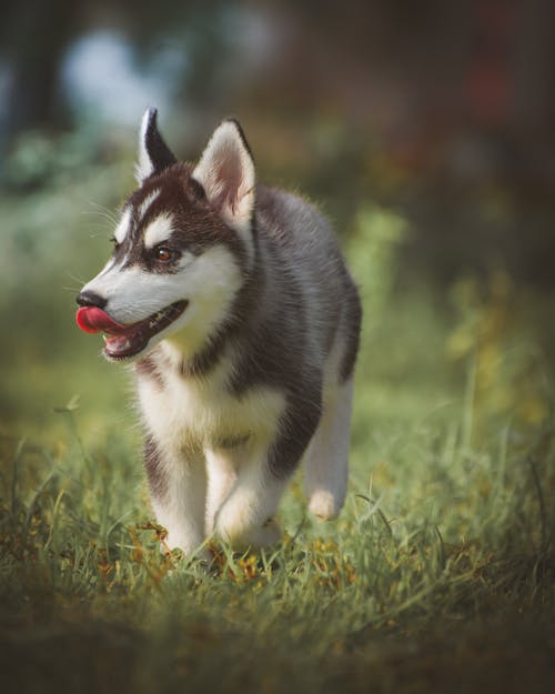 西伯利亚雪橇犬幼犬在草地上行走的选择性焦点照片 · 免费素材图片