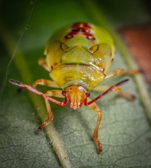 绿色昆虫 · 免费素材图片