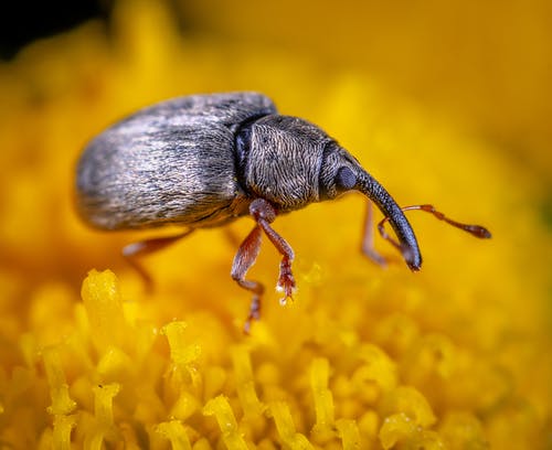 黑甲虫 · 免费素材图片