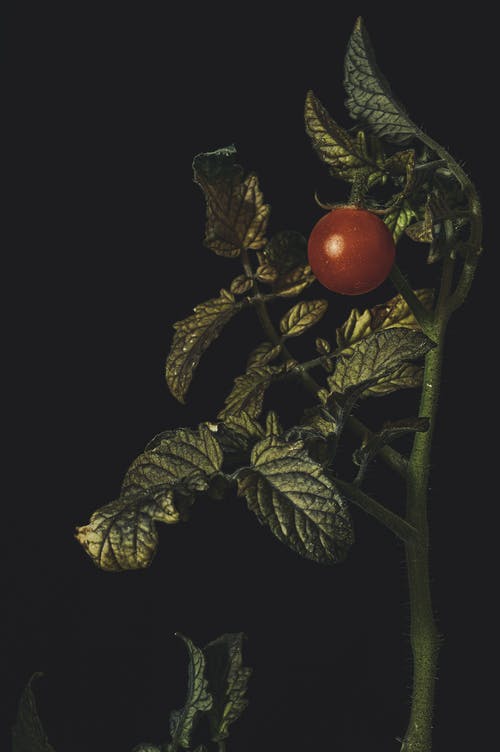 红番茄 · 免费素材图片