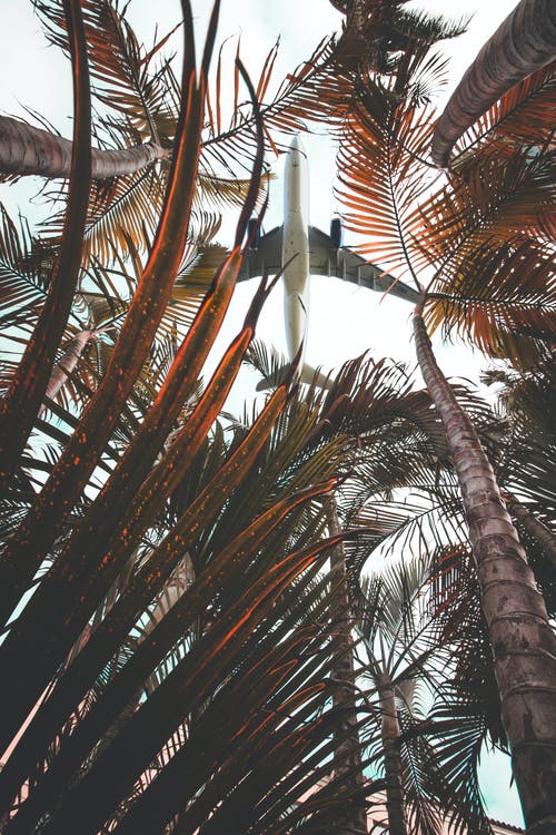 飞机经过椰子树的低角度视图 · 免费素材图片