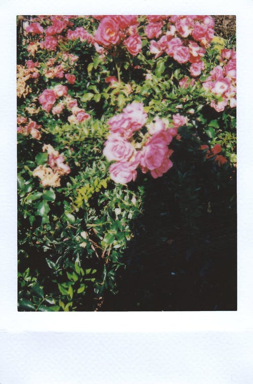粉色和白色的花瓣花朵照片 · 免费素材图片