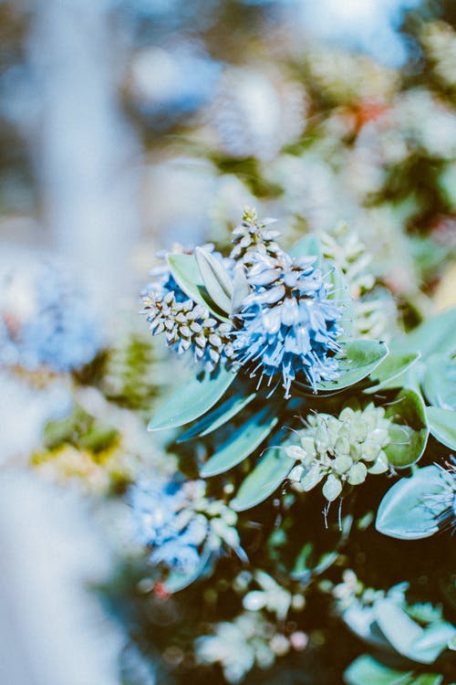 蓝色花朵盛开 · 免费素材图片