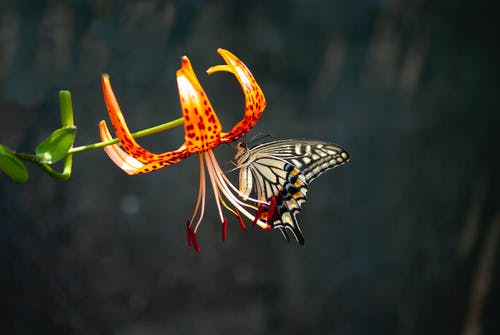 花上的黑白蝴蝶的选择性聚焦摄影 · 免费素材图片