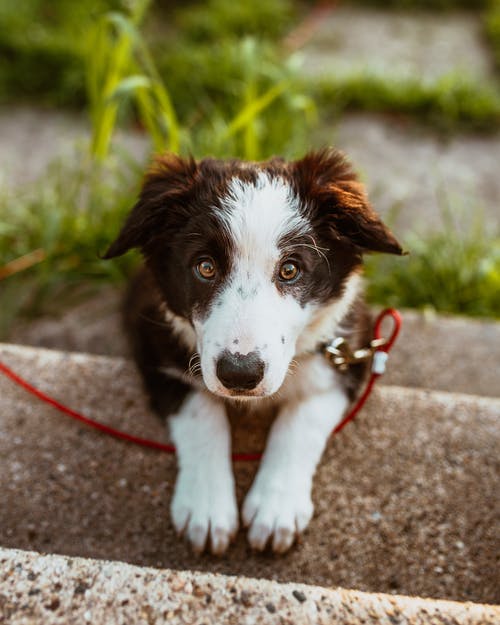 白色和棕色涂层狗的照片 · 免费素材图片