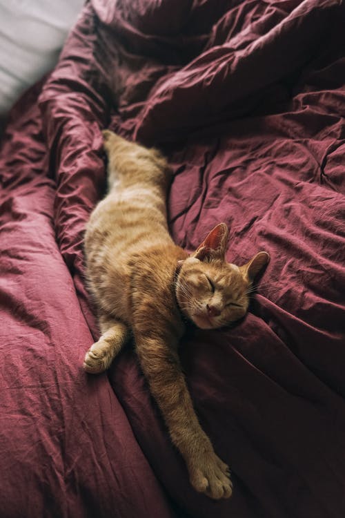 橙色的虎斑猫在床上 · 免费素材图片