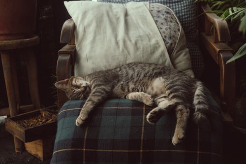 睡在椅子上的虎斑猫的照片 · 免费素材图片