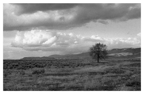 穿越沙漠的树木的灰度摄影 · 免费素材图片