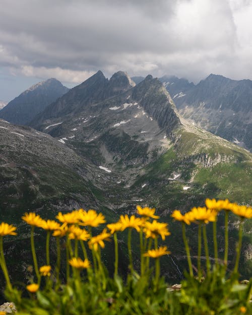 黄色的花开在山上 · 免费素材图片