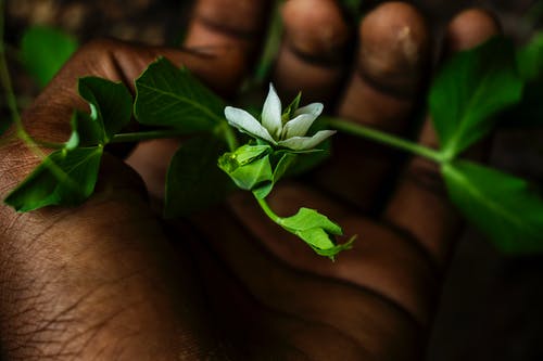 人掌上的白花瓣花 · 免费素材图片