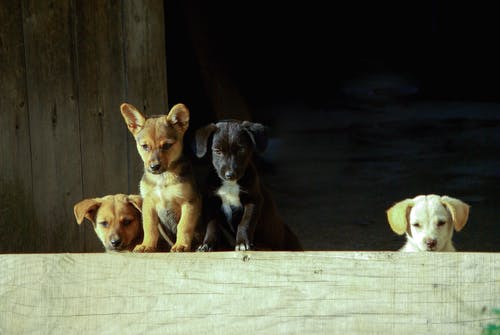 四只各色的小狗 · 免费素材图片
