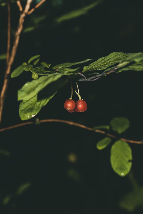 两个红樱桃的选择性焦点照片 · 免费素材图片