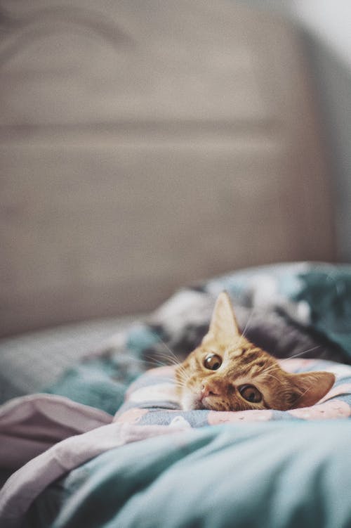 躺在床上的虎斑猫 · 免费素材图片