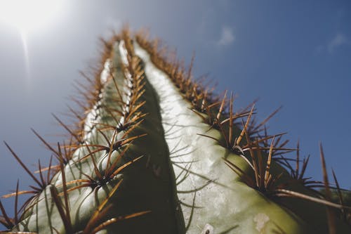 仙人掌植物的低角度摄影 · 免费素材图片