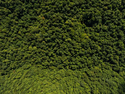 白天树木的鸟瞰图 · 免费素材图片