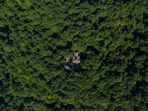 绿树的航拍 · 免费素材图片