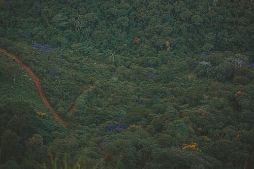 树木的航拍照片 · 免费素材图片