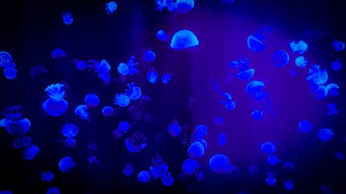 果冻鱼与蓝光的反射 · 免费素材图片