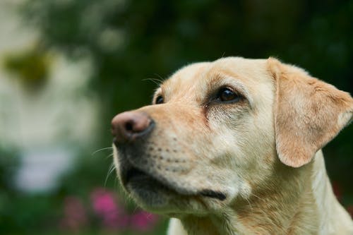 成年拉布拉多犬 · 免费素材图片