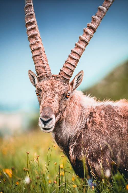 草地上的灰色角动物的选择性聚焦摄影 · 免费素材图片