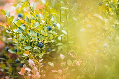 绿叶植物 · 免费素材图片