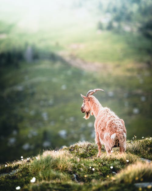 布朗公羊在草地上 · 免费素材图片