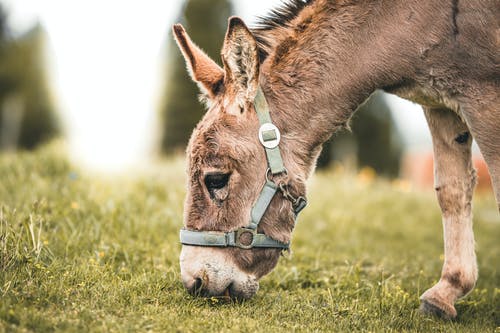 灰色驴吃草的选择性聚焦摄影 · 免费素材图片