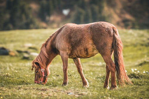 布朗马吃草的选择性焦点照片 · 免费素材图片