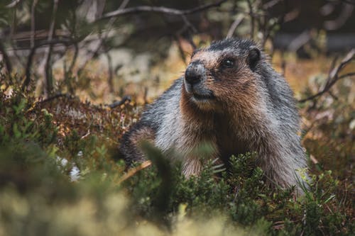 白天的啮齿动物照片 · 免费素材图片