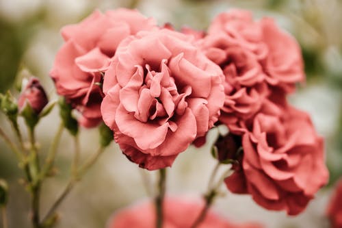 粉色花瓣花的选择性焦点照片 · 免费素材图片