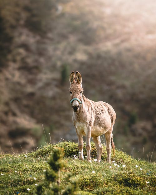 布朗驴的选择性聚焦照片 · 免费素材图片