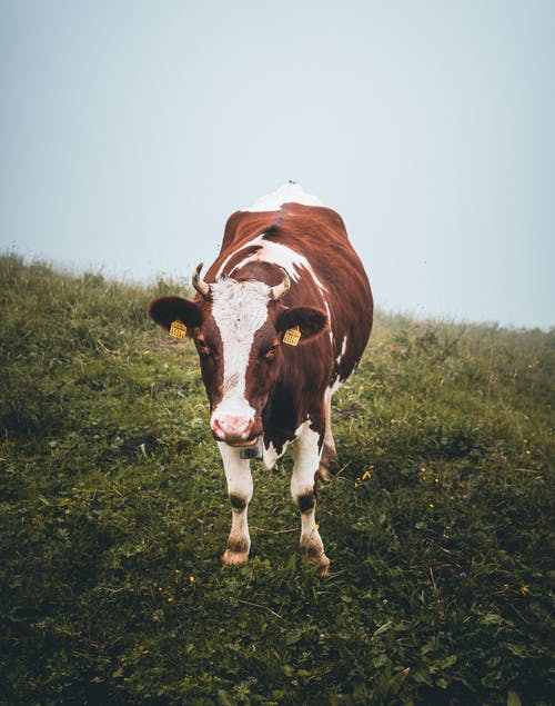 棕色和白色的牛站在草地上 · 免费素材图片