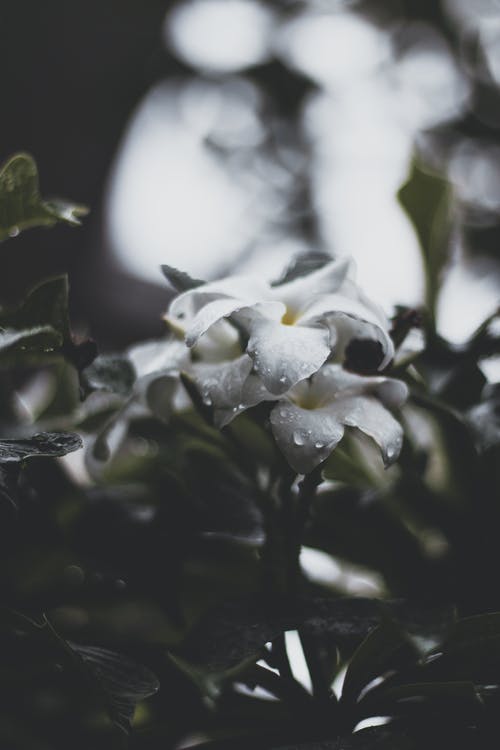 白花上的露珠的选择性聚焦摄影 · 免费素材图片