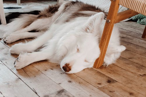 狗睡觉时的照片 · 免费素材图片